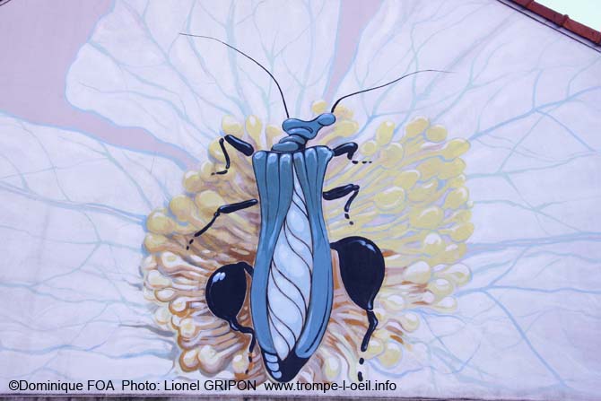 L’insecte