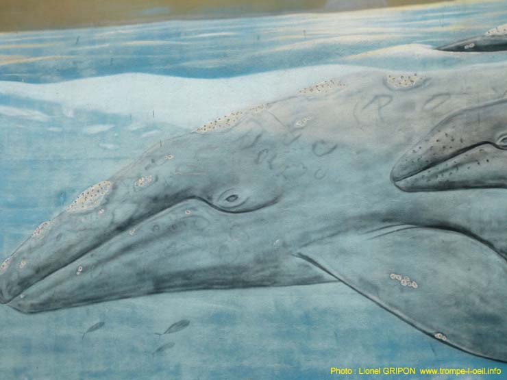L’aquarium