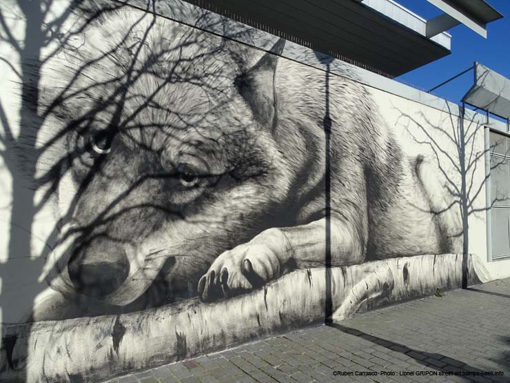 Loup allongé