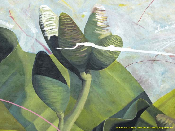 Welwitschia mirabilis