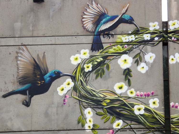 Caps Attack2025 – Taqi Spateen