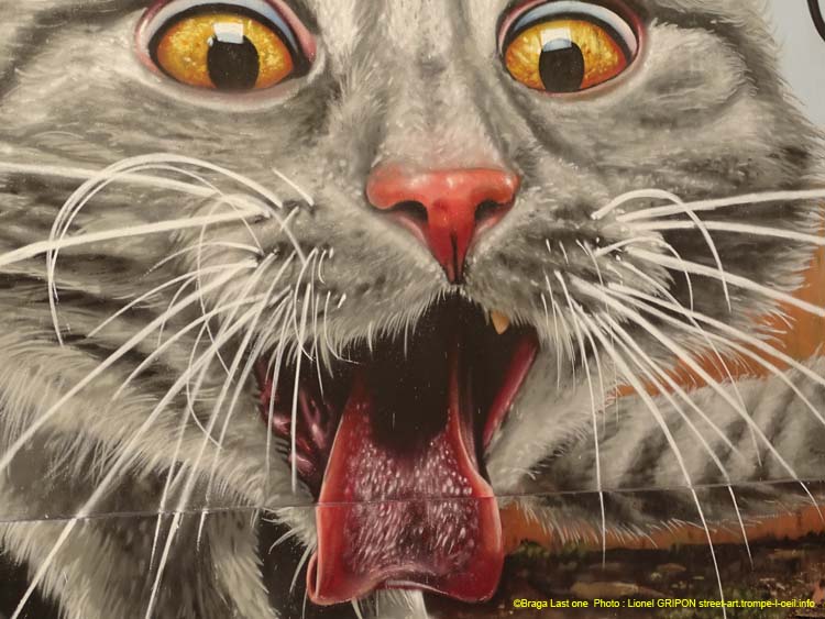 Chat de gouttière