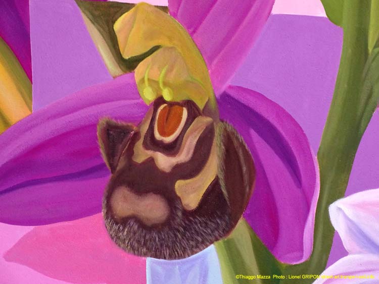 Ophrys Apifera