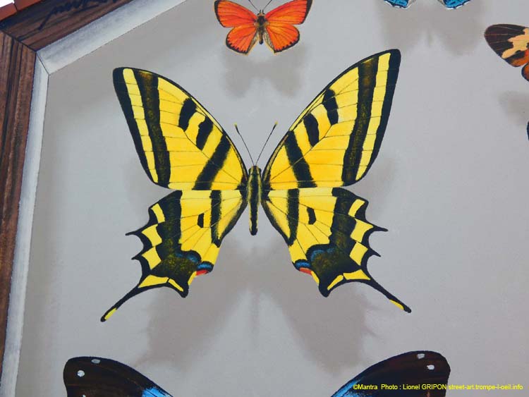 Boite à papillons