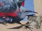 Oiseau papillon
