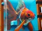 Poisson combattant-04
