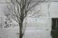 Arbres blancs