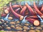 Castor graffeur
