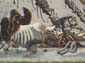 War zoo
