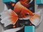 Poisson combattant-03