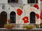 Enfant et coquelicots