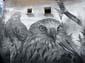 Les aigles
