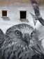 Les aigles
