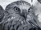 Les aigles