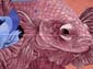 Poissons combattants-02