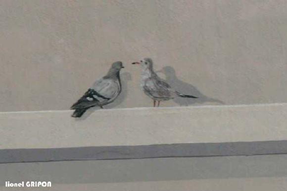 1 - Pigeons