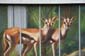 Zoo