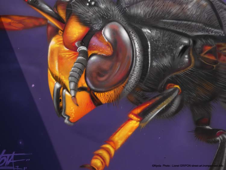Frelon asiatique