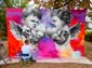 Anges boxeurs