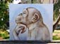 Singe penseur