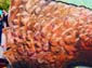 Le pangolin