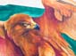 Le rapace