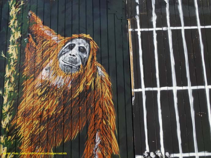 Orang-outan