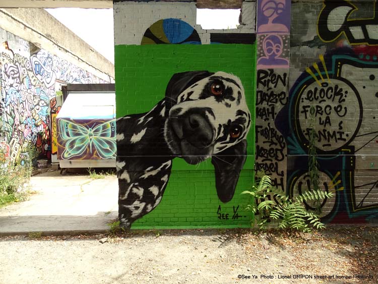 Le dalmatien