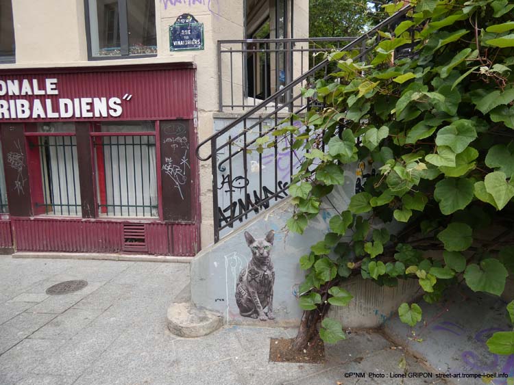 Le Chat Sphynx-02