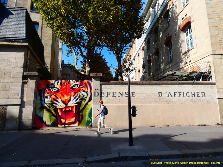 Gros tigre roux