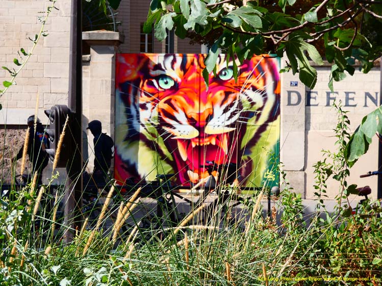 Gros tigre roux