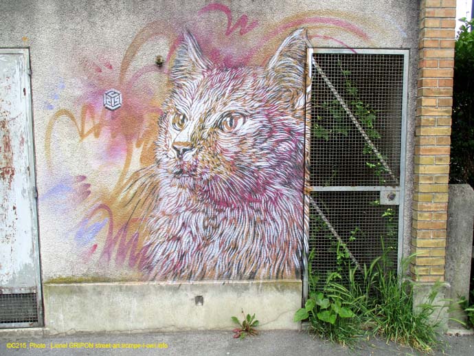 Chat de C215
