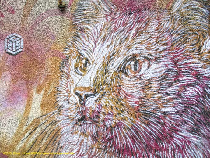 Chat de C215