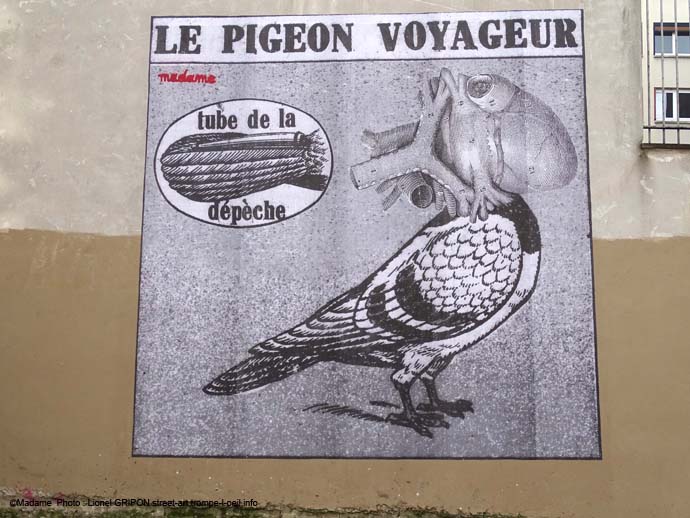 Pigeon voyageur