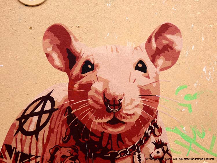 Rat Sphynx-01