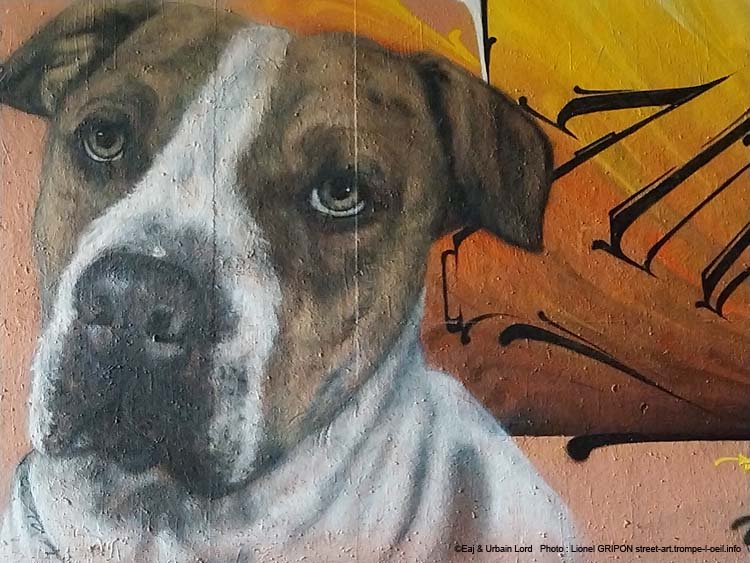 Chien sous regard