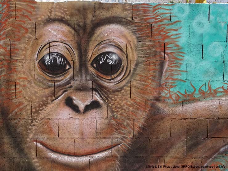 Protégeons les singes