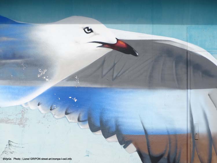 Mouette rieuse