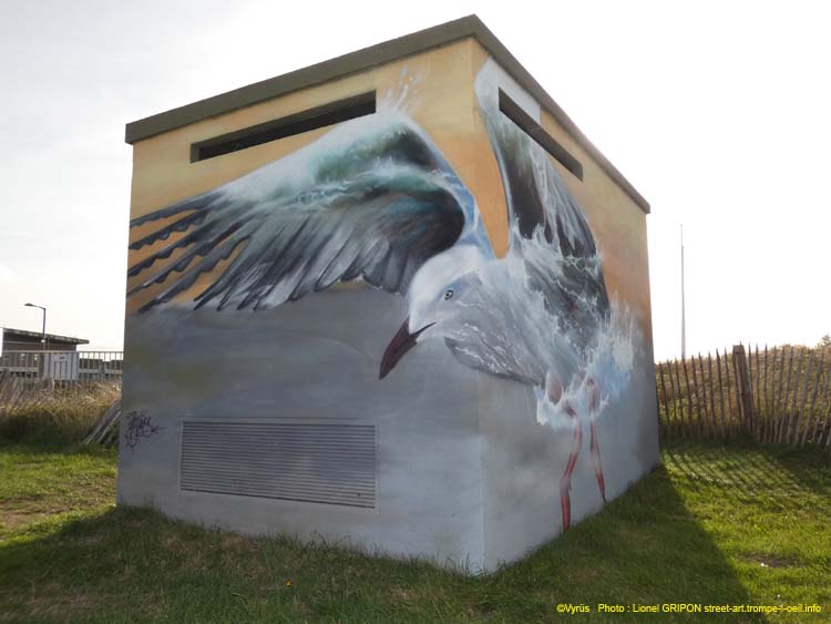 Mouette rieuse-02
