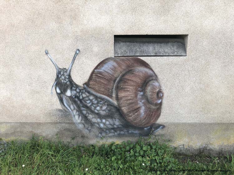 Grenouille et escargot