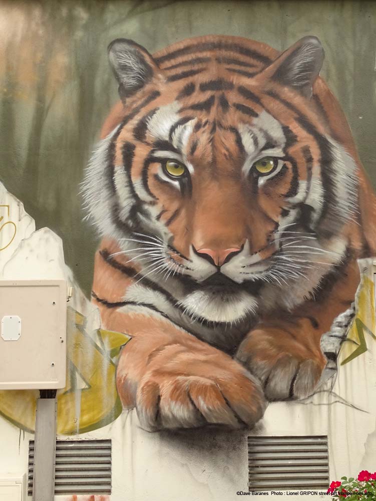 Tigre et trouée