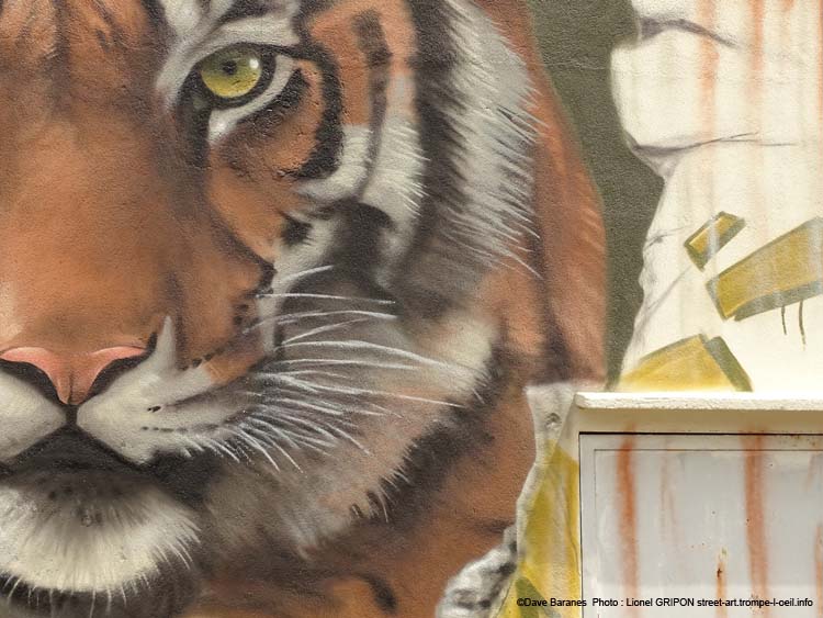Tigre et trouée