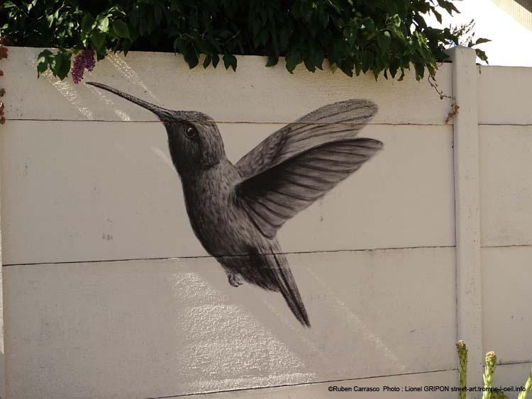 Vol de colibris