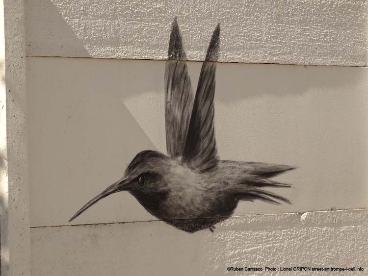 Vol de colibris