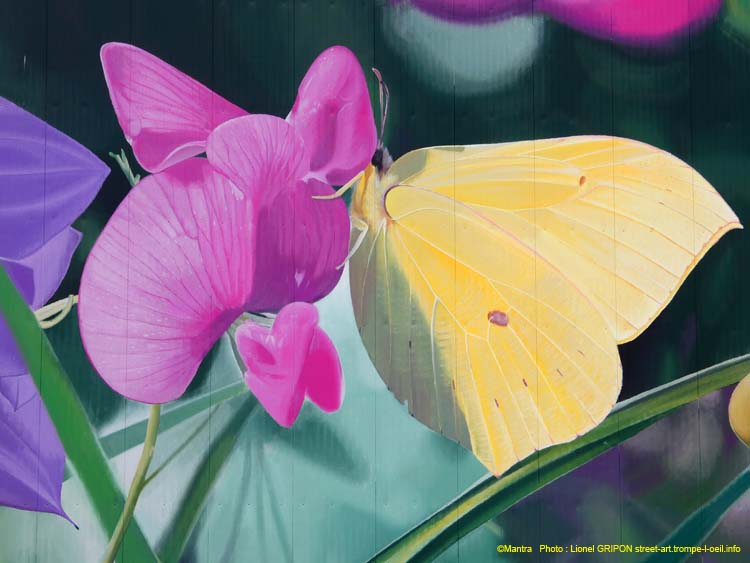 Papillon butinant