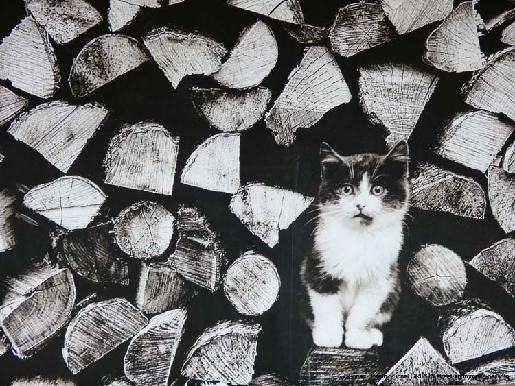 Chats nichés