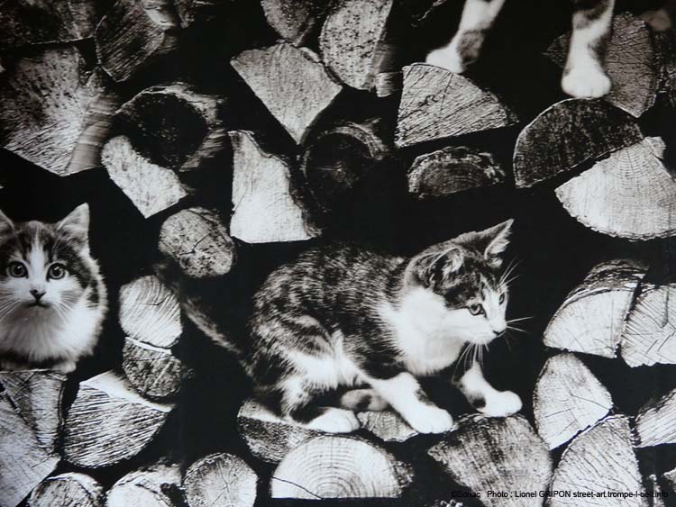 Chats nichés