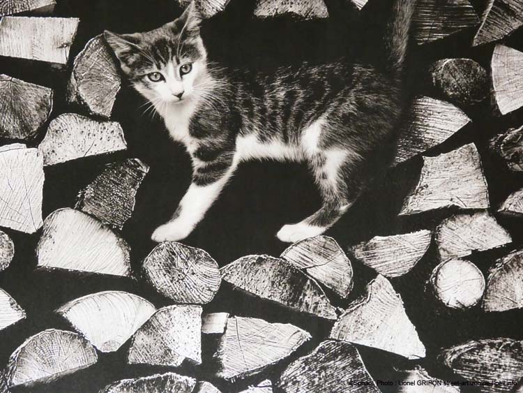 Chats nichés
