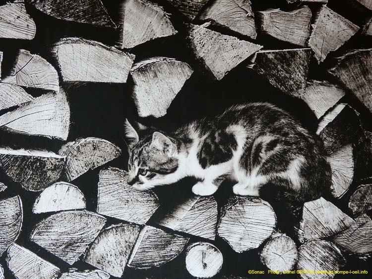 Chats nichés