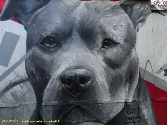 Regard de chien